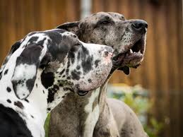 Our great dane puppies are shipped with most major airlines; Surrender Upper Midwest Great Dane Rescue