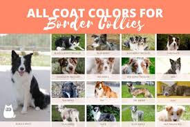 This is especially true if he'll be around young children and other animals. All Border Collie Colors Patterns Combinations With Photos