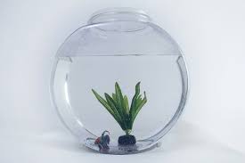 Akuarium adalah suatu tempat untuk memelihara hewan dan tanaman air. Perlengkapan Aquarium Ikan Hias Dan Fungsinya Lengkap Hobinatang