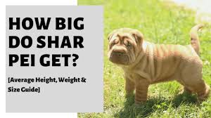 The average cost for all chinese shar peis sold is $900. How Big Do Shar Pei Get Average Height Weight Size Guide