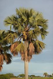 Image result for Borassus aethiopum