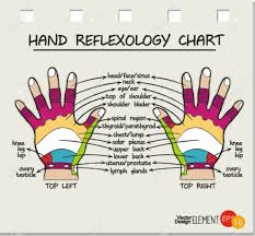 Hand Reflexology Chart Vector Illustration
