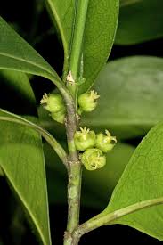 Image result for Suregada zanzibariensis