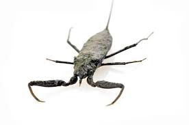 Has been added to your cart. Water Scorpion General Facts And How To Deal With Them Pest Wiki
