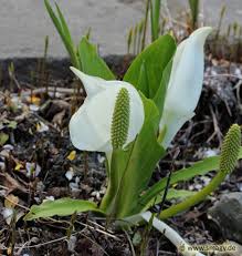 Hierbei muss immer bedacht werden, dass katzen gut klettern, sich durch die kleinsten löcher quetschen können und. Smagy Pflanzen Insekten Heilkraft Drachenwurz Calla Palustris