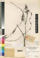 Image result for Pentarrhinum abyssinicum