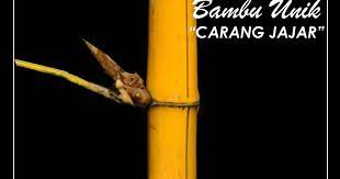 Check spelling or type a new query. Putra Jawa Indramayu Bambu Unik Carang Jajar