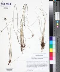 Image result for Pycreus niger