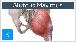 You can use it as a flowchart maker, network diagram software, to create uml online, as an er diagram tool, to design database. Gluteus Maximus Physiopedia