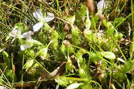 Image result for Mayacaceae