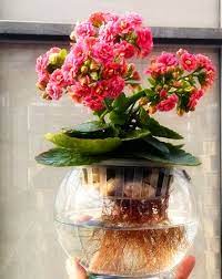 Kalanchoe Blossfeldiana Container Plants Shade Plants Flower Care