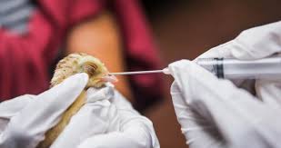 El virus se detectó por primera vez en 1996 en gansos en china. R9qgstnevdob4m