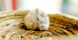 Remodelrepairreplace.com has been visited by 10k+ users in the past month 2021 Mice Exterminator Cost Mice Control Prices Explained