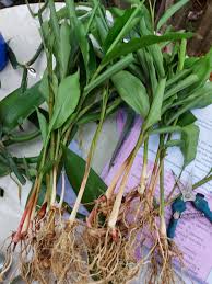 Image result for Aframomum corrorima