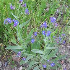 Image result for Monadenium herbaceum