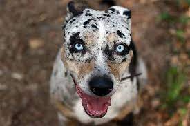 Catahoula Leopard Dog Dog Breed Information American Kennel Club