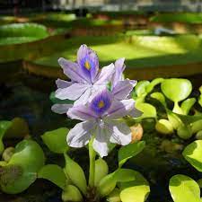Water Hyacinth Facts Care Planting Guide Eichhornia Crassipes Pond Informer