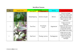 Daun dadap ( erythrine variegate). Doc Identifikasi Daun Ardi Azra Rumy Academia Edu