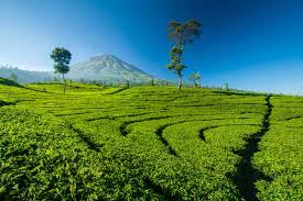 Kebun teh gunung mas puncak bogor jawa barat. Cari Wisata Alam Di Jawa Barat Kenapa Enggak Main Ke Kebun Teh Aja