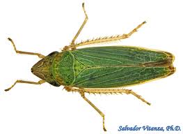 Image result for Chamaeclitandra