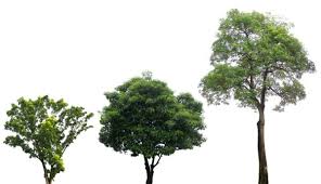 18 small trees that will add tons of color to your landscape. Common Types Of Trees Found In Virginia Va Tree Types