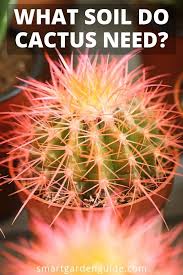 It's important to realize that caring for your cactus will depend on many factors, such as the size, the species, and the care you put into growing it. What Soil Do Cactus Need It S Really Important To Get The Right Soil For Cacti To Help Them Thrive Cactus Care T Cactus Care How To Grow Cactus Cactus Flower