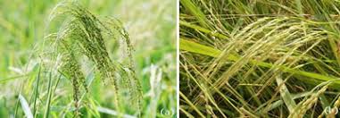 Image result for Oryza