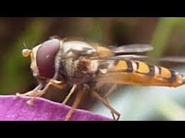 Videos Matching Hoverfly Species Of Great Britain Revolvy