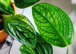Find out which is better and their overall performance in the country ranking. A Comparison Shot Of Monstera Sp Peru Trivial Name Karstenianum Left And Monstera Pinnatipartita Right Juvenile Leaves Plant Goals Plant Leaves Plants