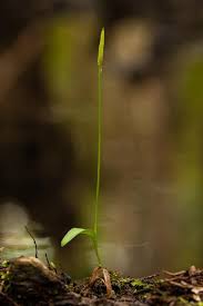 Image result for Ophioglossum costatum