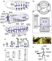 To be translocated into the nucleus. Hexapoda A Drosophila S View Of Development Springerlink