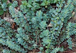 Image result for Andrachne