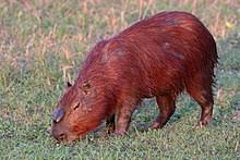 Recetas, juegos, memes, historia, consejos y recursos. Capybara Wikipedia