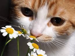 Most cut flowers come with a powdered flower food to keep them fresh, and this can be toxic to cats. Cat Smelling A Daisy Nose Cats And Flowers Close The Cat Is White With Red Petguide