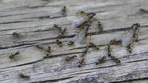 Carpenter ants will care for, groom, raise and nurture aphids within their colony in special aphid chambers. Victoria Pest Detective Home Facebook