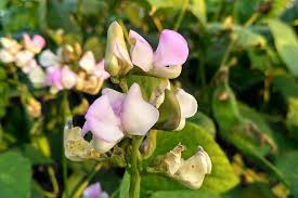 Beans are more than a musical fruit in the garden; How To Plant And Grow Black Eyed Peas Gardener S Path