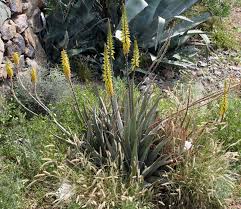 Image result for Aloe barendii