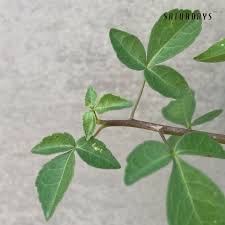 Image result for Cyphostemma mildbraedii