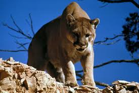 Native to the americas, its range spans from the canadian yukon to the southern andes in south america and is the most widespread. Cougar Wikipedia