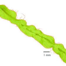 Image result for Lomariopsis rossii