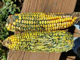 I do not recommend waiting for the last opportunity to take the sat. Premature Sprouting Of Corn Kernels Agronomic Crops Network