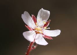 Image result for Droseraceae