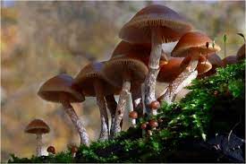 We did not find results for: Poisonous Mushrooms Funeral Bells Galloway Wild Foods