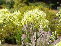 How is the rue plant used in magic rituals? Thalictrum Flavum Wikiwand