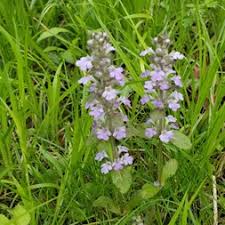 Image result for Lamiaceae