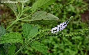 Image result for Heliotropium indicum