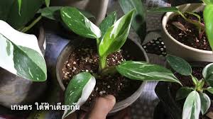 Maybe you would like to learn more about one of these? à¹€à¸¥ à¸¢à¸‡ Philodendron à¸Ÿ à¹‚à¸¥à¹„à¸§ à¹ƒà¸™à¸« à¸­à¸‡à¸™à¸­à¸™à¹€à¸¥ à¸¢à¸‡à¸‡ à¸²à¸¢à¹†à¸– à¸²à¹€à¸‚ à¸²à¹ƒà¸ˆ Youtube