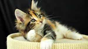 Free kittens to good home. Awesome Kitten Free Background Id 426527 For Hd 1920x1080 Computer