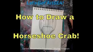 This video describes how to fold a easy origami horseshoe crab designed by kimura tetsuo. How To Draw A Horseshoe Crab Youtube