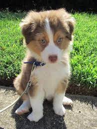 Puppies Cute Puppy Names Pictures Of Puppies More Cute Dogs Cute Baby Dogs Really Cute Dogs